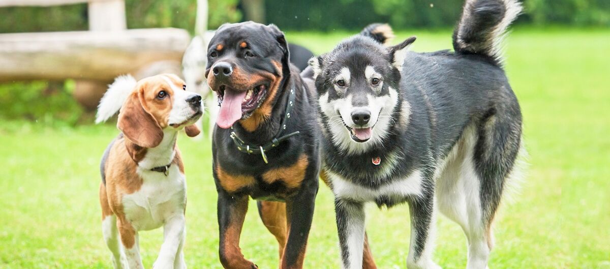 Hunde im Auslauf