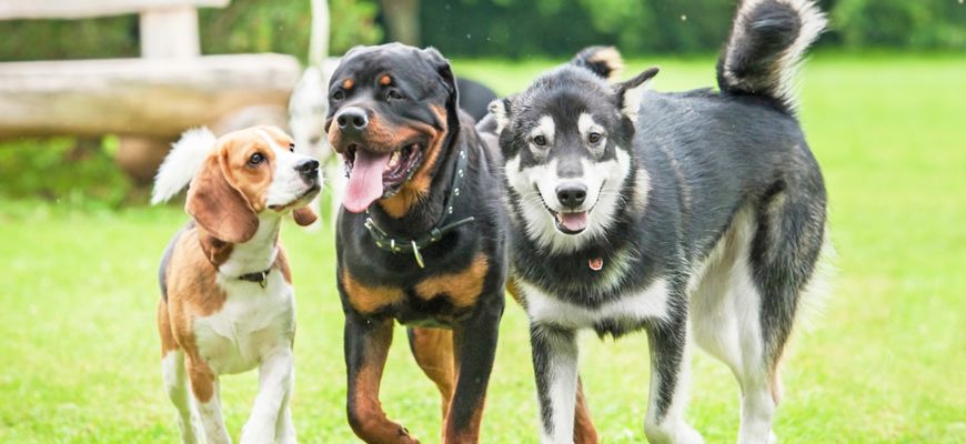 Hunde im Auslauf