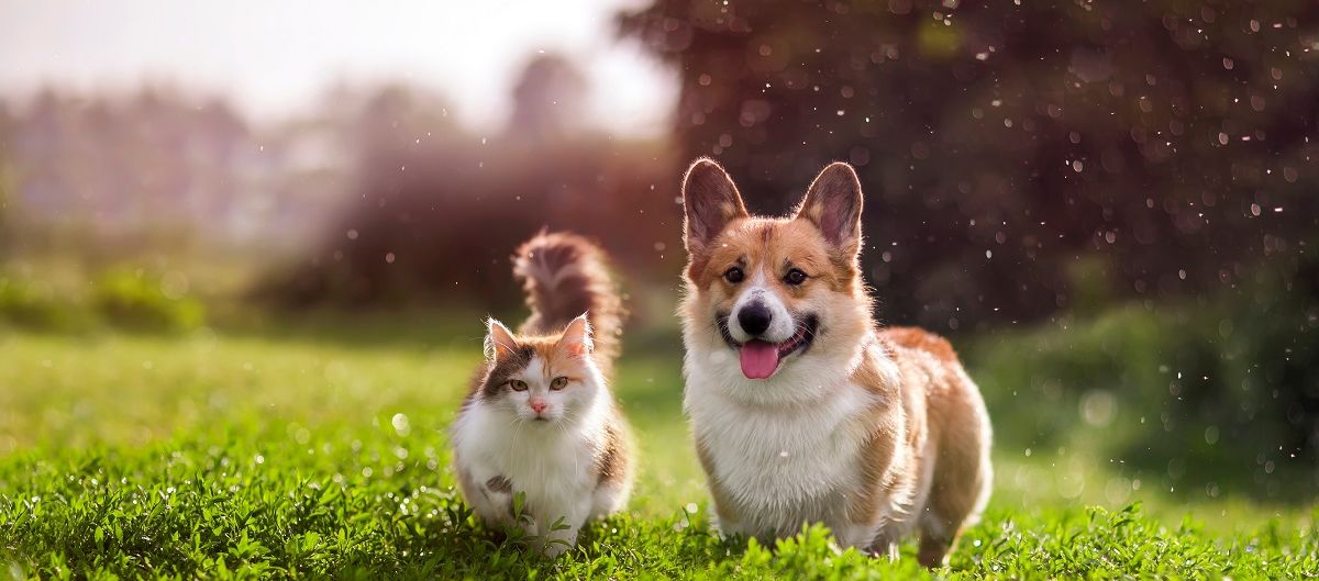 Hund und Katze