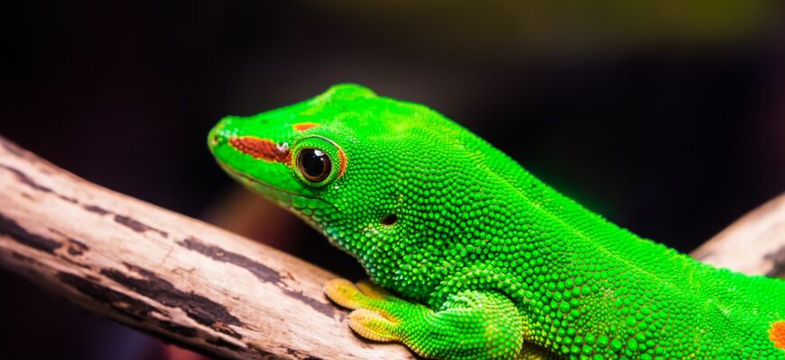 Nahaufnahme von grünem Gecko