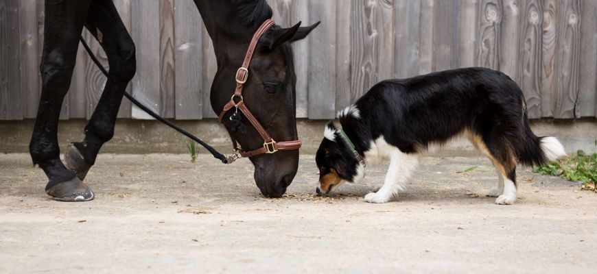 Hund und Pferd