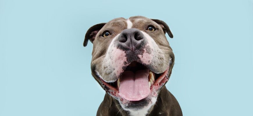 American Bully
