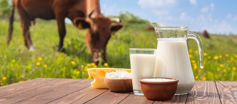 Käse Milch Quark Frischkäse im Hintergrund Kuh auf Weide