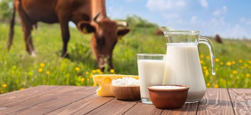 Käse Milch Quark Frischkäse im Hintergrund Kuh auf Weide