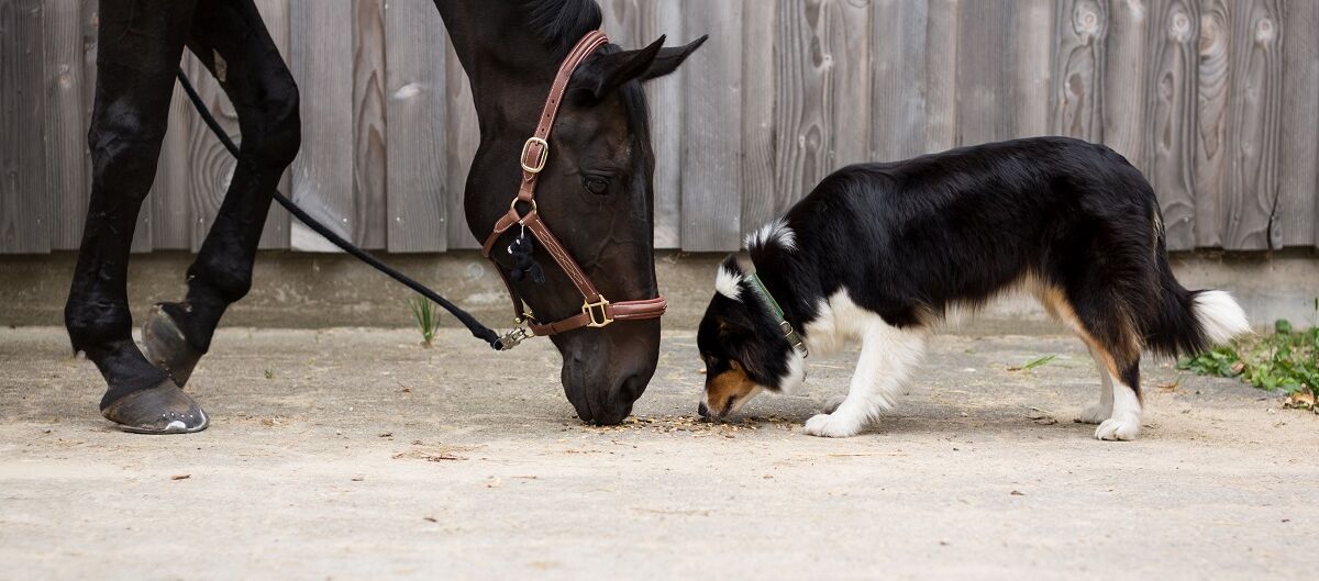 Hund und Pferd