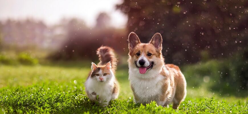 Hund und Katze