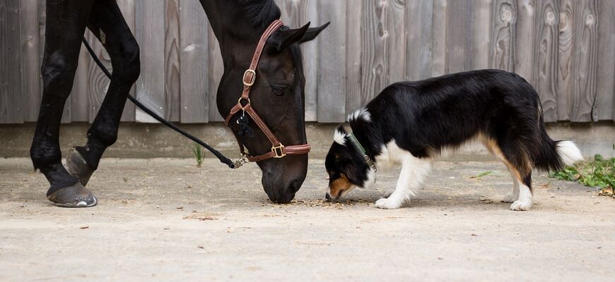 Hund und Pferd