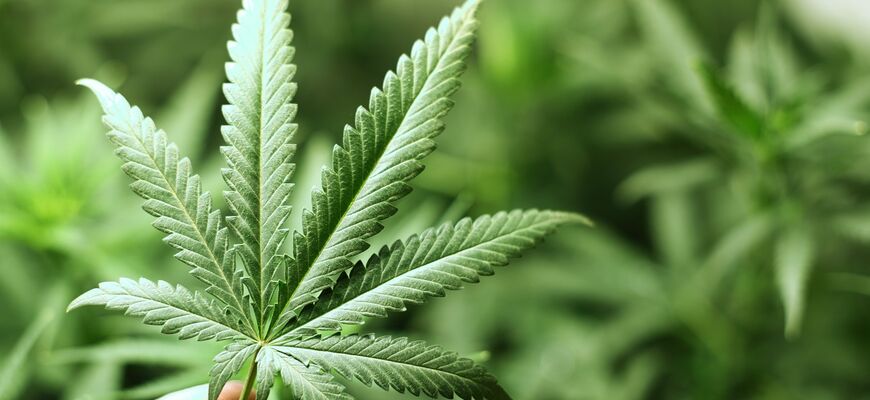 Cannabis Pflanze